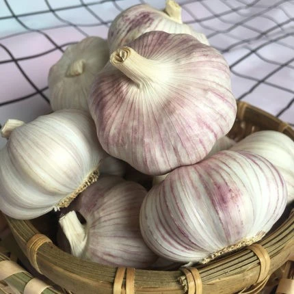 Fresh Organic Red Garlic Fresh Organic Red Garlic